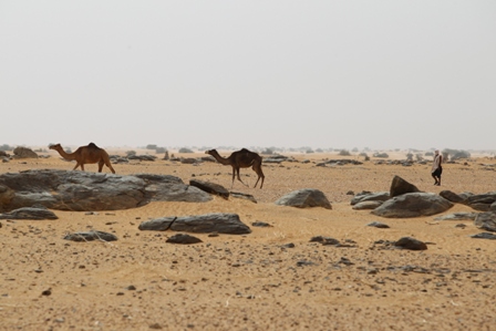 Dromadaires et chamelier dans le désert Mauritanien