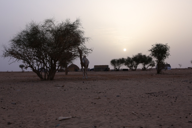 Dromadaire au petit matin dans le désert mauritanien